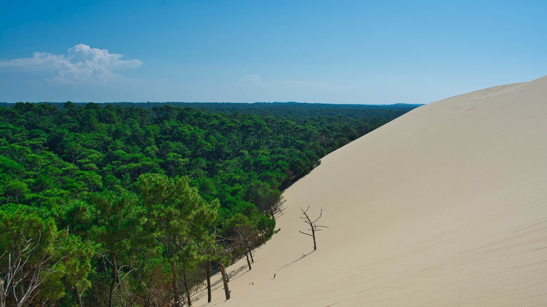 taste-wine-and-sea-tour-dune-pilat-foret