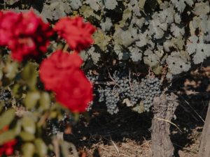 taste-bordeaux-wine-and-sea-tour-saint-emilion-vigne